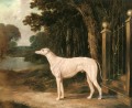 Vandeau Un Greyhound Blanc 2 Harengs Snr John Frederick Cheval
